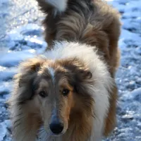 Las, a male Collie for sale in South Glastonbury, CT – Photo 10 of 10