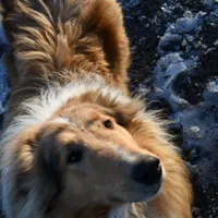 Las, a male Collie for sale in South Glastonbury, CT – Photo 6 of 10