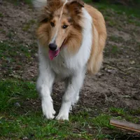 Las, a male Collie for sale in South Glastonbury, CT – Photo 4 of 10