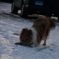 Las, a male Collie for sale in South Glastonbury, CT – Photo 9 of 10