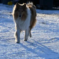 Las, a male Collie for sale in South Glastonbury, CT – Photo 5 of 10