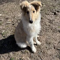 Las, a male Collie for sale in South Glastonbury, CT – Photo 7 of 10