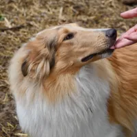 Las, a male Collie for sale in South Glastonbury, CT – Photo 1 of 10