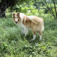 Las, a male Collie for sale in South Glastonbury, CT – Photo 3 of 10