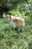 processed/08a1c835-fbc9-437d-a6da-cd933df971f4/listing/ba601fff-9dbc-495a-b71c-33eaf3f99655/f3fe081d-59d3-420d-bf60-61822fbeafd8