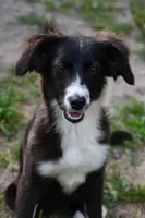 Aggi, a female Miniature American Shepherd for sale in South Glastonbury, CT – Photo 1 of 5