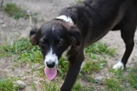 Aggi, a female Miniature American Shepherd for sale in South Glastonbury, CT – Photo 4 of 5