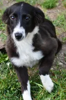Aggi, a female Miniature American Shepherd for sale in South Glastonbury, CT – Photo 5 of 5