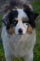 Layla, a female Miniature American Shepherd for sale in South Glastonbury, CT – Photo 2 of 4