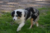 Layla, a female Miniature American Shepherd for sale in South Glastonbury, CT – Photo 4 of 4