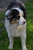 Layla, a female Miniature American Shepherd for sale in South Glastonbury, CT – Photo 3 of 4