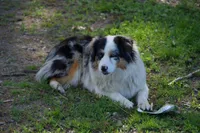 Layla, a female Miniature American Shepherd for sale in South Glastonbury, CT – Photo 1 of 4