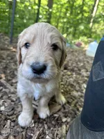 Light blue, a male Goldendoodle for sale in South Glastonbury, CT – Photo 4 of 8