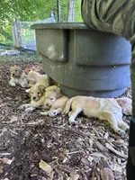 Light blue, a male Goldendoodle for sale in South Glastonbury, CT – Photo 6 of 8