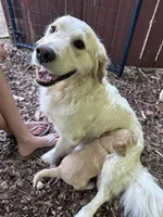 Light blue, a male Goldendoodle for sale in South Glastonbury, CT – Photo 3 of 8