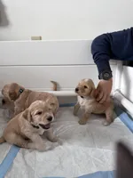 Light blue, a male Goldendoodle for sale in South Glastonbury, CT – Photo 7 of 8