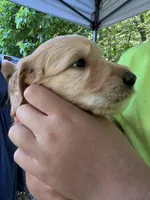 Light blue, a male Goldendoodle for sale in South Glastonbury, CT – Photo 2 of 8