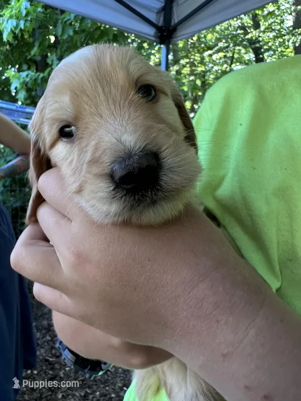 Light blue, a male Goldendoodle for sale in South Glastonbury, CT – Photo 1 of 8