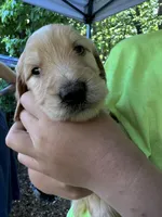 Light blue, a male Goldendoodle for sale in South Glastonbury, CT – Photo 1 of 8