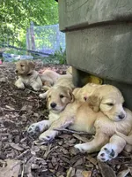 Light blue, a male Goldendoodle for sale in South Glastonbury, CT – Photo 5 of 8