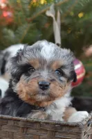 Nugget, a male Miniature Aussiedoodle for sale in South Glastonbury, CT – Photo 5 of 9