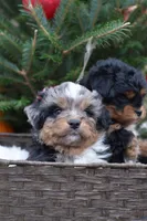 Nugget, a male Miniature Aussiedoodle for sale in South Glastonbury, CT – Photo 4 of 9