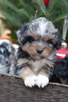 Nugget, a male Miniature Aussiedoodle for sale in South Glastonbury, CT – Photo 9 of 9