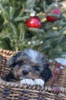 Nugget, a male Miniature Aussiedoodle for sale in South Glastonbury, CT – Photo 8 of 9