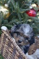 Nugget, a male Miniature Aussiedoodle for sale in South Glastonbury, CT – Photo 6 of 9