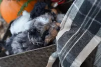 Nugget, a male Miniature Aussiedoodle for sale in South Glastonbury, CT – Photo 3 of 9