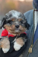 Nugget, a male Miniature Aussiedoodle for sale in South Glastonbury, CT – Photo 2 of 9