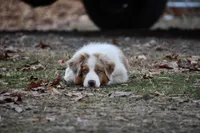 Red Merle, a male Australian Shepherd for sale in South Glastonbury, CT – Photo 8 of 10