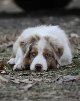 Red Merle, a male Australian Shepherd for sale in South Glastonbury, CT – Photo 10 of 10