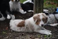 Red Merle, a male Australian Shepherd for sale in South Glastonbury, CT – Photo 9 of 10