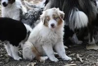Red Merle, a male Australian Shepherd for sale in South Glastonbury, CT – Photo 5 of 10