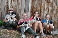 Red Merle, a male Australian Shepherd for sale in South Glastonbury, CT – Photo 7 of 10