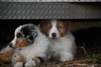Red Merle, a male Australian Shepherd for sale in South Glastonbury, CT – Photo 2 of 10