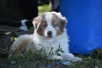 Red Merle, a male Australian Shepherd for sale in South Glastonbury, CT – Photo 3 of 10