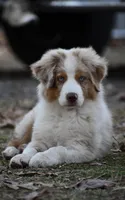 Red Merle, a male Australian Shepherd for sale in South Glastonbury, CT – Photo 1 of 10
