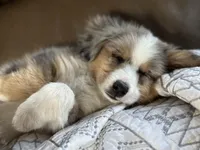 Ruby, a female Miniature Australian Shepherd for sale in South Glastonbury, CT – Photo 7 of 8