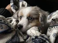 Ruby, a female Miniature Australian Shepherd for sale in South Glastonbury, CT – Photo 8 of 8
