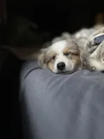 Ruby, a female Miniature Australian Shepherd for sale in South Glastonbury, CT – Photo 6 of 8