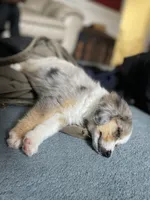 Ruby, a female Miniature Australian Shepherd for sale in South Glastonbury, CT – Photo 4 of 8