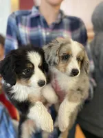 Ruby, a female Miniature Australian Shepherd for sale in South Glastonbury, CT – Photo 2 of 8
