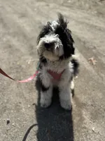 Anita, a female Aussiedoodle for sale in South Glastonbury, CT – Photo 4 of 5