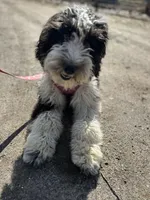 Anita, a female Aussiedoodle for sale in South Glastonbury, CT – Photo 1 of 5
