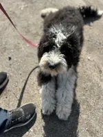 Anita, a female Aussiedoodle for sale in South Glastonbury, CT – Photo 5 of 5