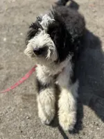 Anita, a female Aussiedoodle for sale in South Glastonbury, CT – Photo 3 of 5