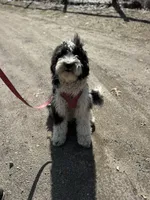 Anita, a female Aussiedoodle for sale in South Glastonbury, CT – Photo 2 of 5