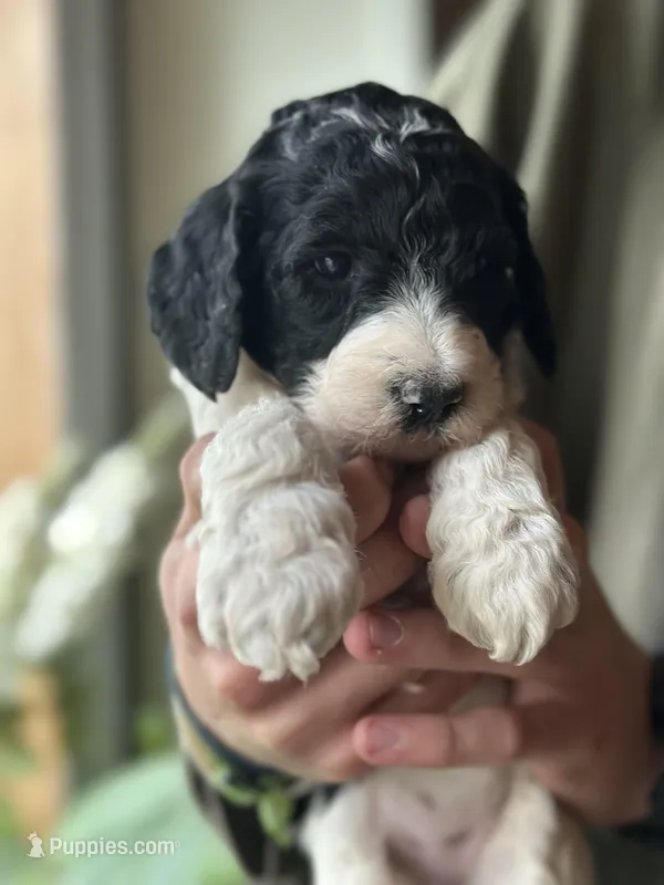 Raven – Poodle - Multi-Colored Standard puppy for sale in South Glastonbury, CT